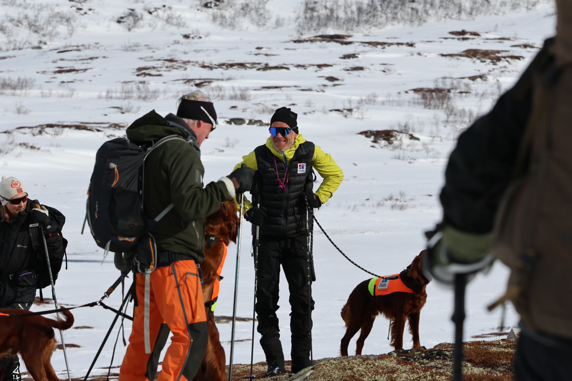 Fuglehund i fjellet