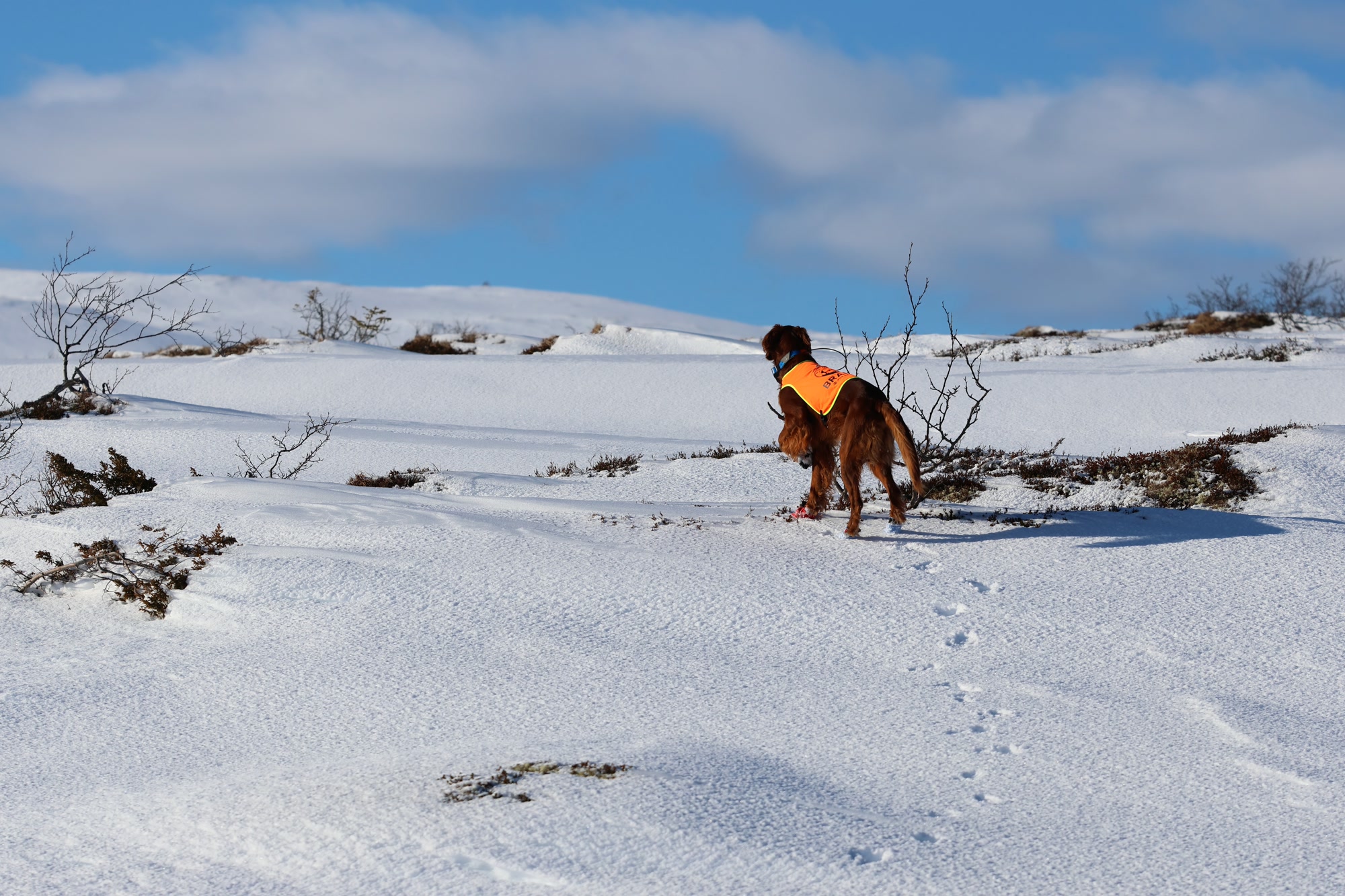 Fuglehund i stand
